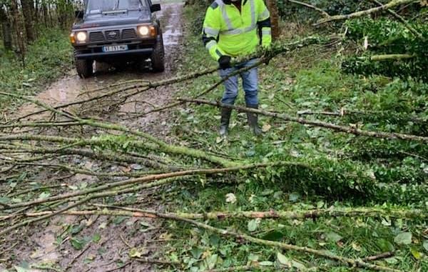 TEMPETE ARBRES